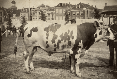 97114 Afbeelding van een prijswinnende stier op de landbouwtentoonstelling op het Vredenburg te Utrecht; op de ...